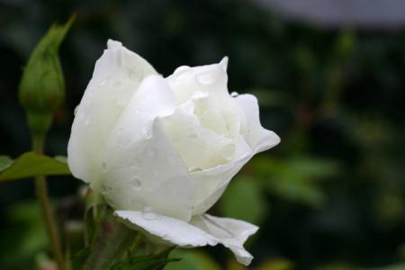 Bonjour  tout le monde